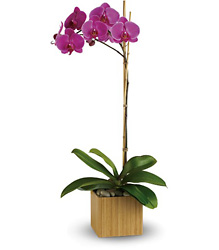 Teleflora's Imperial Purple Orchid from Olney's Flowers of Rome in Rome, NY